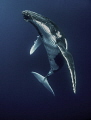 Humpback whale (Megaptera novaeangliae) 
I only had a couple of seconds to reset my focus points and switch to portrait orientation as this stunning adult humpback whale slowly ascended to the surface off the coast of Ha'apai, Kingdom of Tonga.
