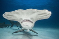 A Great Hammerhead shark (Sphyrna mokarran) named 