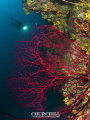 Red coral & döver