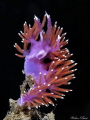 Flabellina ischitana