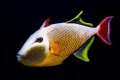 A male redtail triggerfish displays its vibrant colors and intricate textures at Mexico’s Revillagigedo Archipelago!