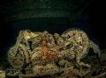 Wreck of the SS Thistlegorm, Red Sea, Egypt. BSA motorbikes in hold.