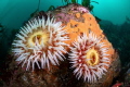 A pair of fish-eating anemones of California's Big Sur coast.