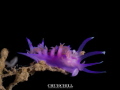 Nudibranchia makro