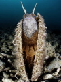 Blennius ocellaris