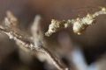 Lembeh sea dragon