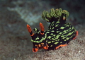 Nembrotha Kubaryana