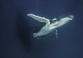 Humpback whale calf fly-by 
This gorgeous calf gave us one this one epic fly-by as mom rested below before swimming off into the blue. Ha'Apai, Kingdom of Tonga.