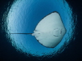 Stingray flight