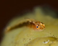 Closeup, focusing on the eye of tiny Gobie, with remainder of photo in Bokeh.