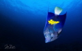 Red Sea, Yellowbar Angelfish