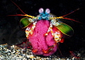 Threatening Peacock Mantis Shrimp Protecting Eggs/Photographed with a 60 mm macro lens.  The shrimp didn't notice me at first.  After the first shot, she turned to look at me, and after the second shot threw her arms up to threaten me.
