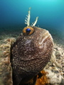 Blennius portrait