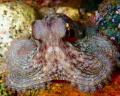 Tako