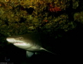 Ragged tooth Durban