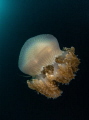This is a jellyfish I found during a night dive.