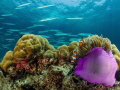 A couple of clownfish in their anemone and a school of barracudas in the background. Sony RX100 V, Nauticam Housing, Inon S2000 strobes.