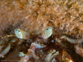 Hermit Crab in the Oosterscheldt, Netherlands