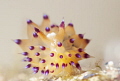 Janolus