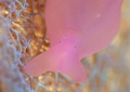 Aplysia Sagamiana Baba/Tested SMC2.