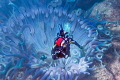 Macro Photographer/This is a double exposure of an anemone from Anilao with a photo of me from Cabo San Lucas.