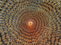 Worm hypnosis