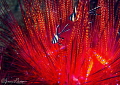 Juvenile Banggai Cardinal Fish Hiding in a Fire Urchin/Photographed with 60 mm macro lens at Lembeh, Indonesia.
