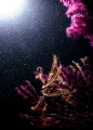 when water is plenty of debrys, suspension feeder can eat. In this picture, backscatter, far away to be a technical error, is a way to clearly show the relation between the water column condition and feedings habits of Paramuricea sp. and Antedon sp.