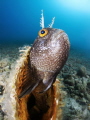 Blennius ocellaris