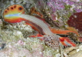 Discordipinna