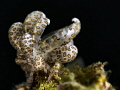 A spectacular solar powered Nudi that caught my eye and distracted me from the frogfish I was trying to photograph at the time! Nikon D7100, 60mm, ISO 100 f/8 1/250