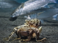 A coconut (veined) Octopus stilt walking surreptitiously past the onlooking mullet, with its most important shell home possessions.