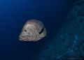Sailfin grouper