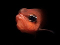 Apogon imberbis