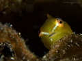 Very happy to have spotted this baby Lumpsucker - you rarely get to see them in the Oosterscheldt. This one had the size of a thumbnail.