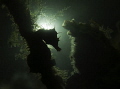 Hippocampus Hippocampus