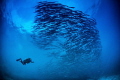 Barracudas and diver