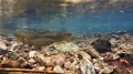 Spawning Brown Trout