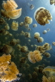 Golden jellyfish (Mastigias papua etpisoni) Jellyfish Lake located in Koror, Palau.These jellyfish have no stinging nematocysts and feed exclusively from photosynthesis.