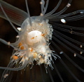 Cyproideidae
with the whole family