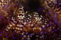These two Coleman Shrimp were posing and trying to hide. Caught them both staring at me. Anilao, Philippines. Nikon D7200 Ikelite Housing 105 mm macro lens 1/320s f/16 dual Ikelite DS161 strobes