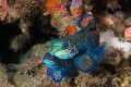Mating mandarinfish, Lembeh Strait, Indonesia. Nikon D7200, Ikelite housing, Nikkor 60mm macro 1/200 f11 dual DS161 strobes