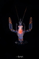 Shot in black water dive. Unknown name. By Nikon z7 + 60mm macro.