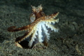 Strike a Pose. We spotted this octopus with just part of the mantle and eyes peering from the sand. It popped up and struck a pose for the better part of a minute.Nikon D7200, 105mm macro lens, 1/250 s , f 22. Ikelite housing, dual DS161 strobes