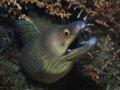 Purplemouth MorayEel, Gymnothorax vicinus