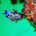 14m.19°.45mn.dive