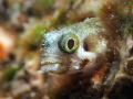 Spinyhead Blenny, Acanthemblemaria spinosa, Mingo Cay, U.S. Virgin Islands