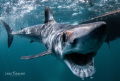Curious shortfin Mako in Baja California smiling for the camera