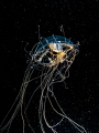 Jellyfish with symbiotic fish inside, taken on a Blackwater dive in Anilao