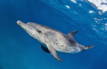 A curious and playful Atlantic spotted dolphin (Stenella frontalis) comes in for a close eye to eye encounter. Canon EOS 5D3, 8-15mm fisheye shot at 12mm, Nauticam housing , Zen dome 230.